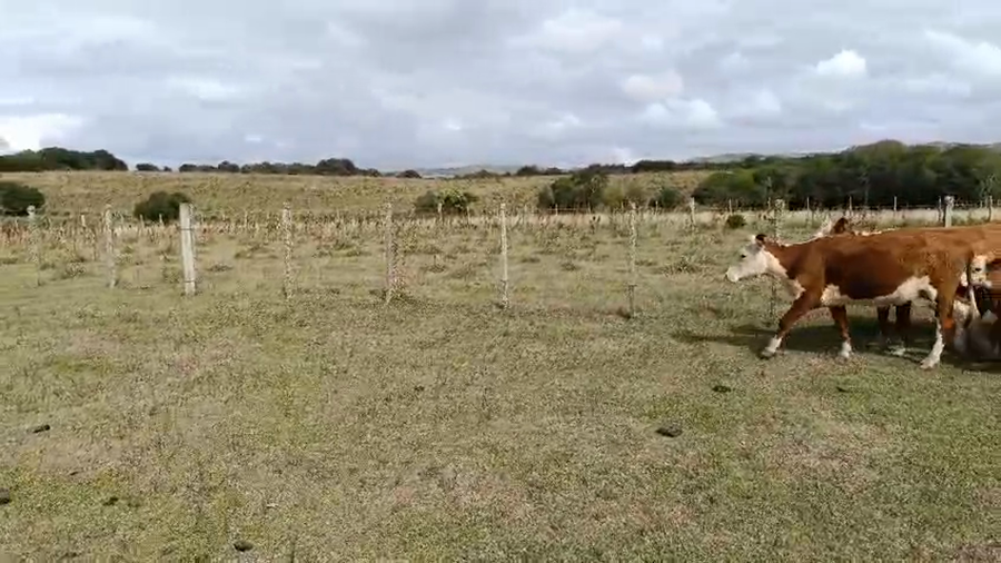 Lote piezas de cría