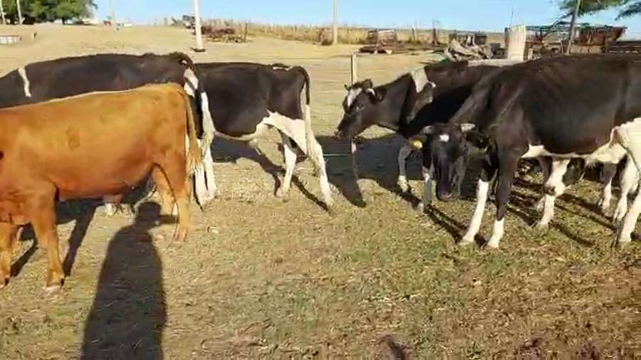 Lote 17 Novillos Holando y Cruzas con Angus a remate en Pantalla Camy - Liquidación de Estancia en Libertad