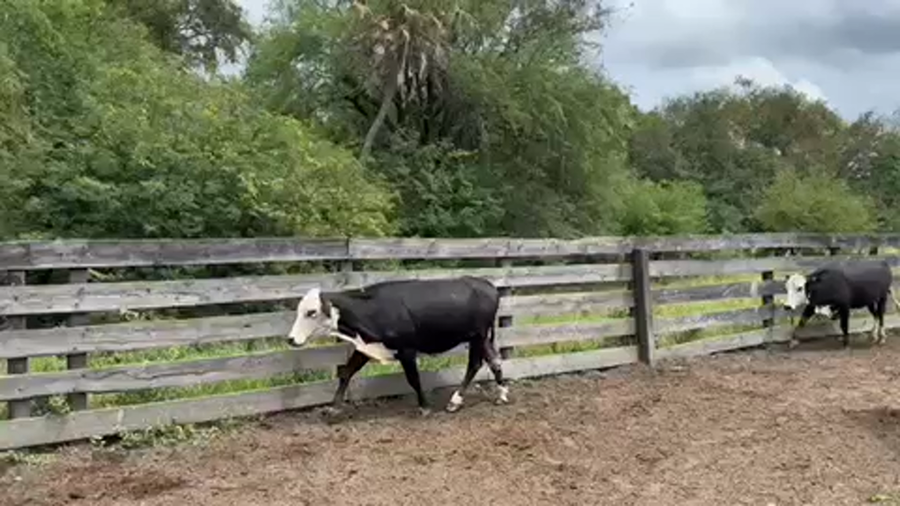 Lote 35 Vaquillonas preñadas en Pto. Eva Perón, Chaco
