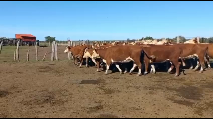 Lote 35 Vacas de invernar en Federal, Entre Ríos