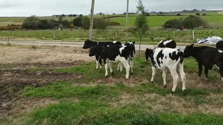 Lote (Vendido)10 Terneros HOLANDO a remate en 5to remate por pantalla ENTRE MARTILLOS 100/110kg - , San José