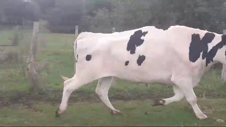 Lote (Vendido)2 Industria a remate en #43 Pantalla Carmelo  600kg -  en VIBORAS Y VACAS