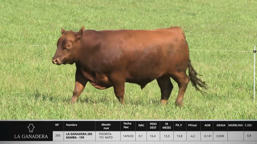 Lote LA GANADERA 283 KAMBA - 159