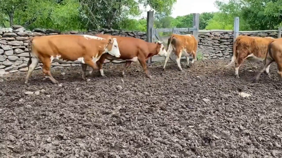 Lote Vacas Preñadas