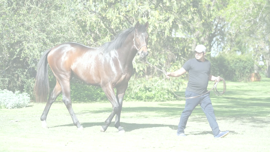Lote REAL WIN (GERSHWIN -  ROMAN DRESS)