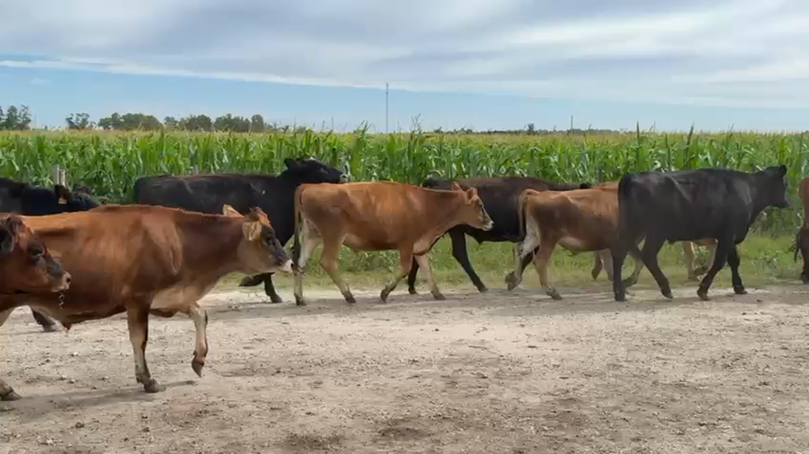 Lote NOVILLOS 1 a 2 AÑOS