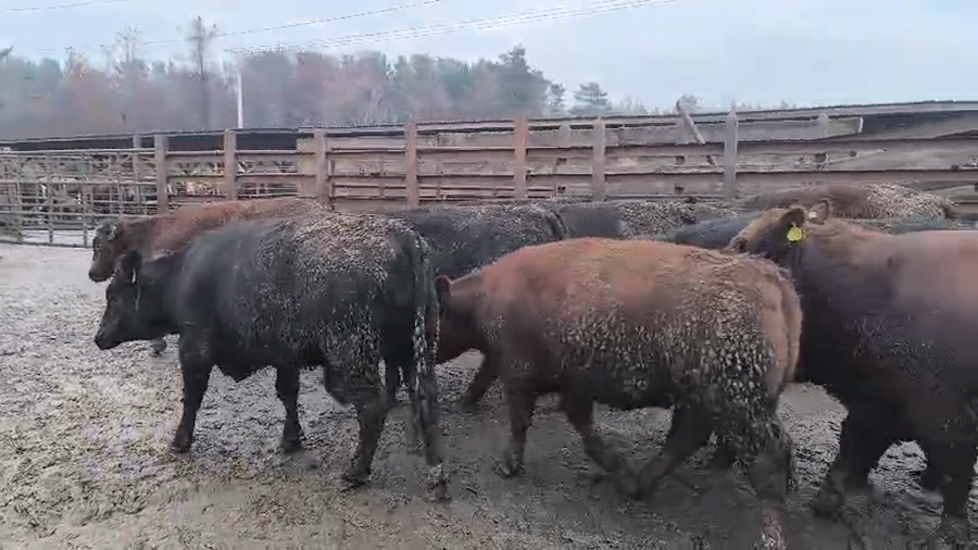 Lote 20 Vaquilla Gorda en Los Ángeles, VIII Región Biobío