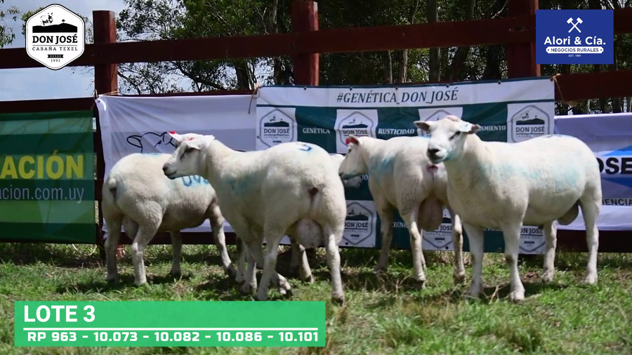 Lote 5 Carneros Texel a remate en Texel Don José 2022 en Tupambaé