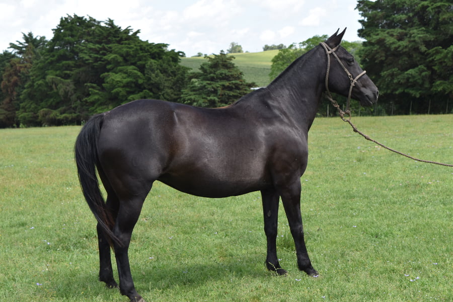 Lote RP 22 - FLORINDA