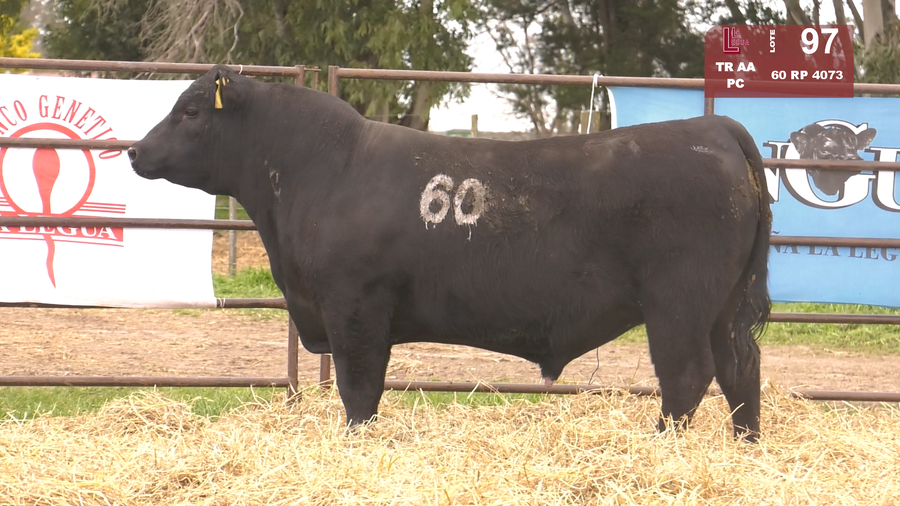 Lote TOROS ANGUS NEGROS  PC