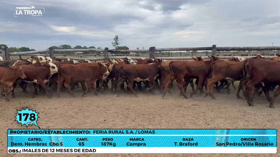 Lote LOTE 178