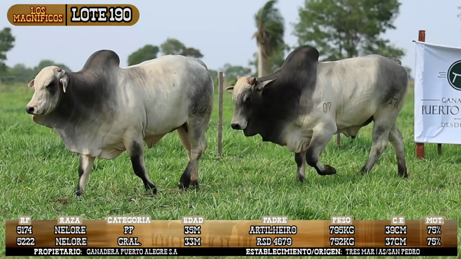 Lote LOTE 190