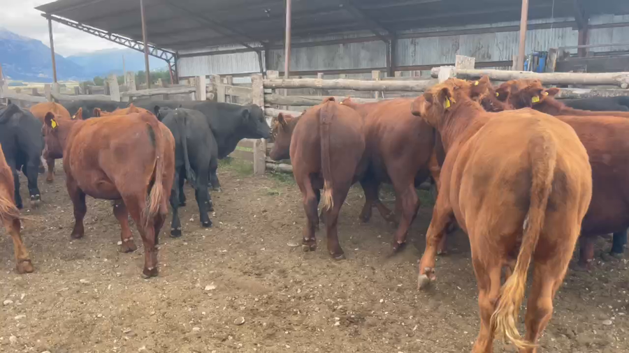 Lote 54 Novillo Engorda en Coyhaique, XI Región Aysén