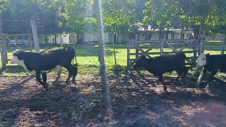 Lote 46 Novillitos