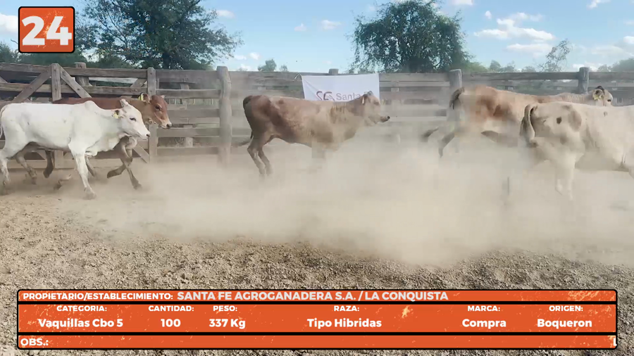 Lote LOTE 24