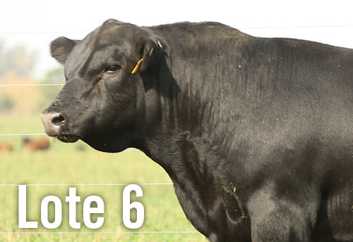 Lote 3 TOROS PUROS DE PEDIGREE