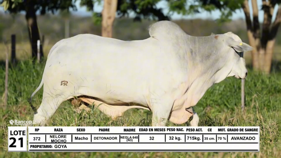 Lote Lote 21