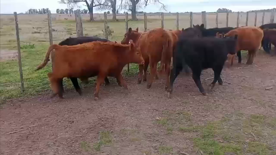 Lote 51 Terneros/as