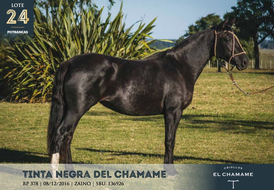 Lote TINTA NEGRA DEL CHAMAME