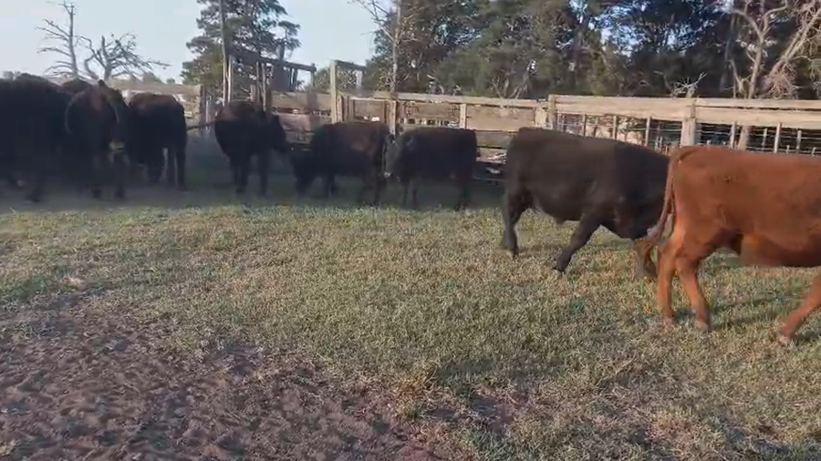 Lote 45 Novillitos
