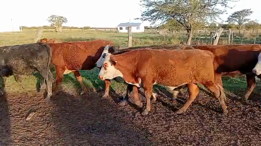 Lote 60 Novillitos en Corrientes, San Lorenzo