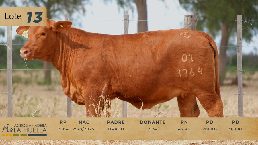 Lote LOTE 13