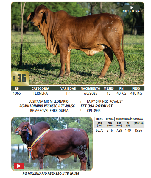 Lote LOTE 36