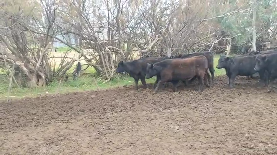 Lote 109 Terneras en Bonifacio