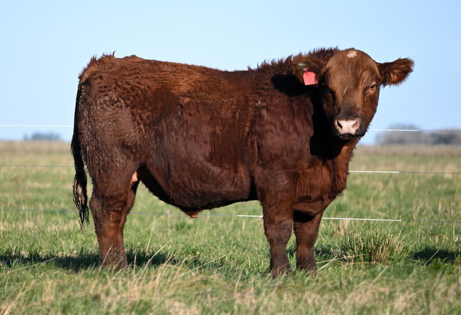 Lote TOROS PUROS CONTROLADOS