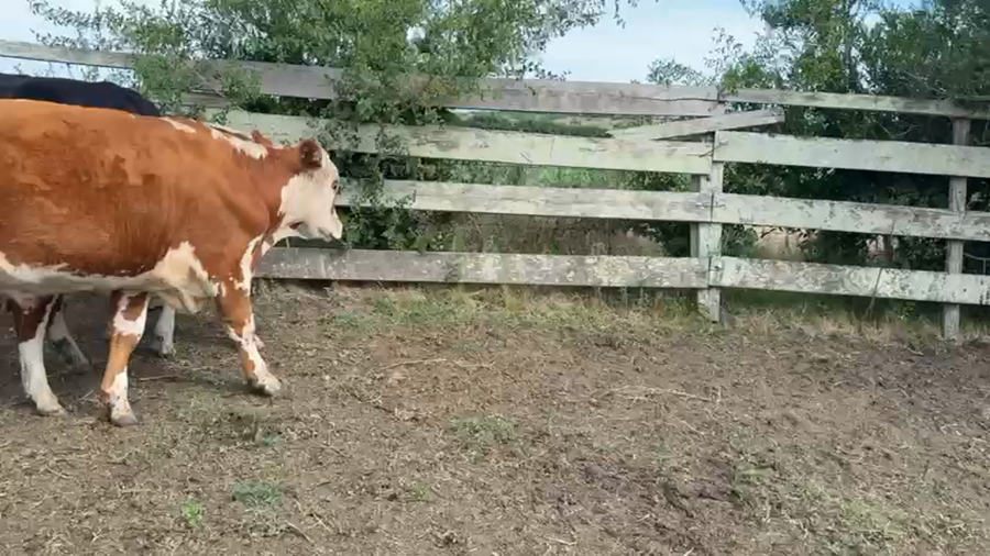 Lote NOVILLOS 1 a 2 AÑOS