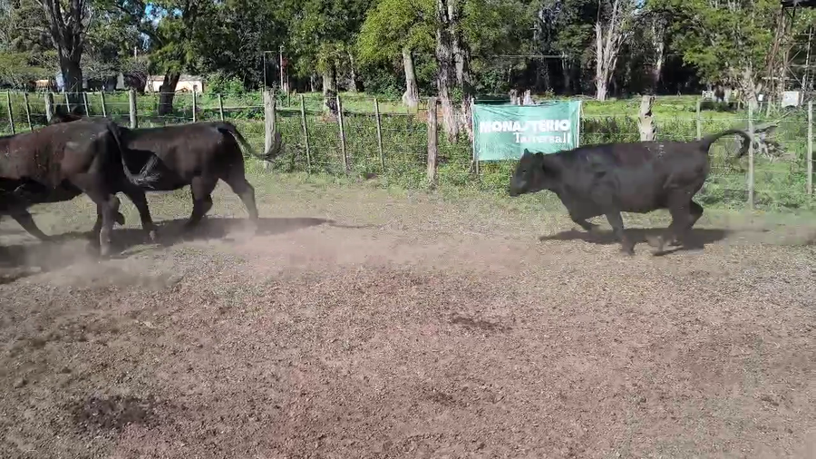 Lote 30 Vaquillonas en Coronel Suarez