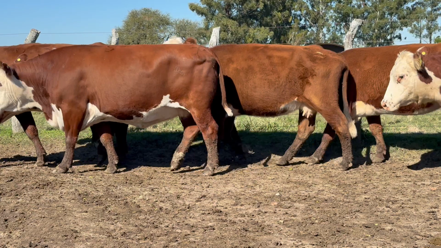 Lote 59 Vacas de invernar en Corrientes, Curuzú-Cuatiá