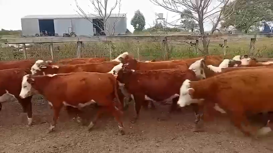 Lote 120 Terneras en Entre Ríos, Chajarí