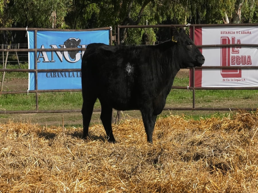 Lote VAQUILLONAS ANGUS  PP