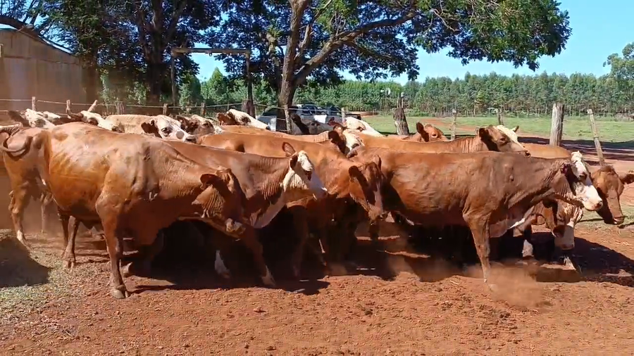 Lote 34 Vacas  en Virasoro, Corrientes