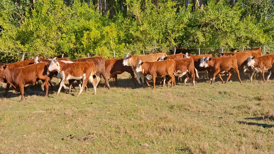 Lote 66 Terneras en Corrientes, Goya