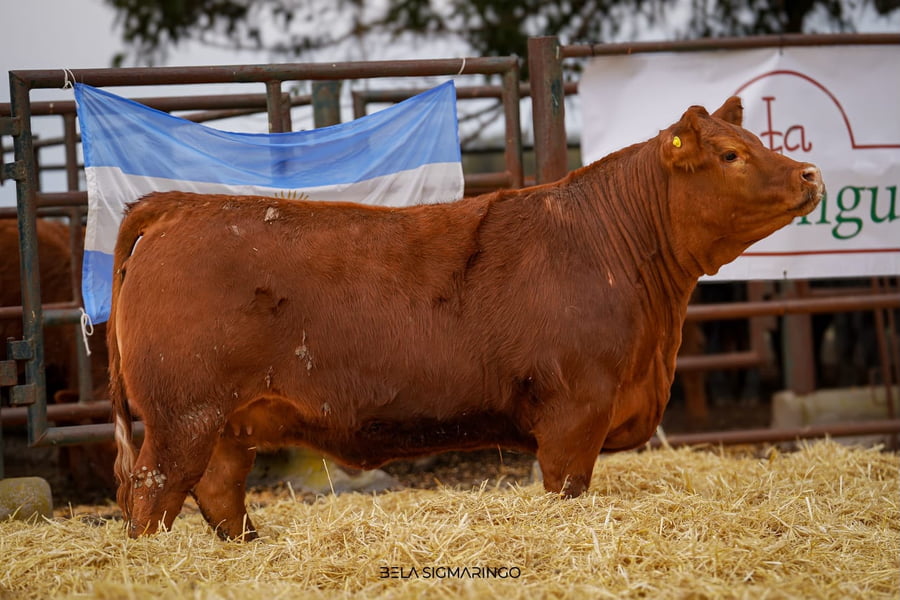 Lote VAQUILLONA PP