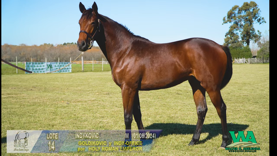 Lote INDYKOVIC