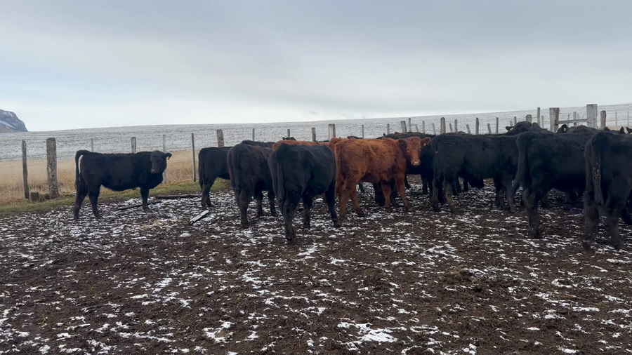 Lote 35 Ternera en Coyhaique, XI Región Aysén
