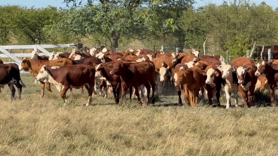 Lote 70 Terneros/as en Corrientes, Mercedes