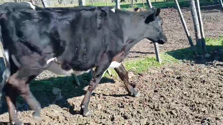 Lote 3 Vaquillonas  a remate en Pantalla Aniversario - Escritorio Camy, San José