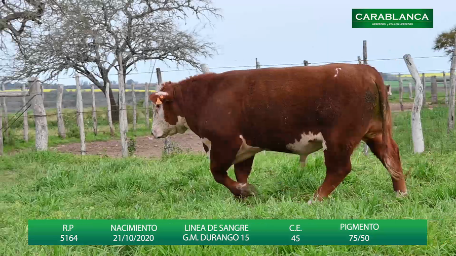 Lote Carablanca
