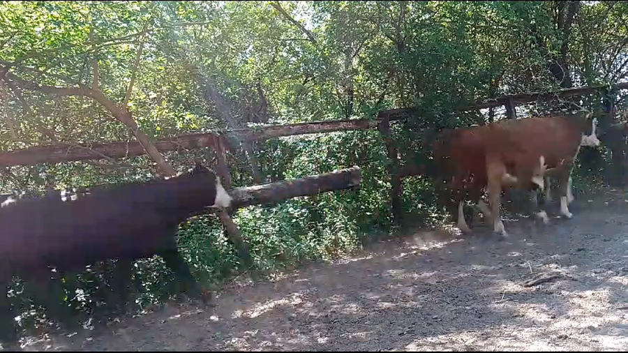 Lote 14 Novillitos