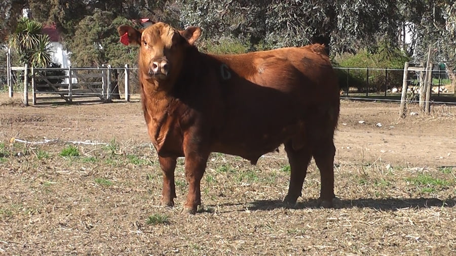 Lote TOROS PUROS DE PEDIGREE