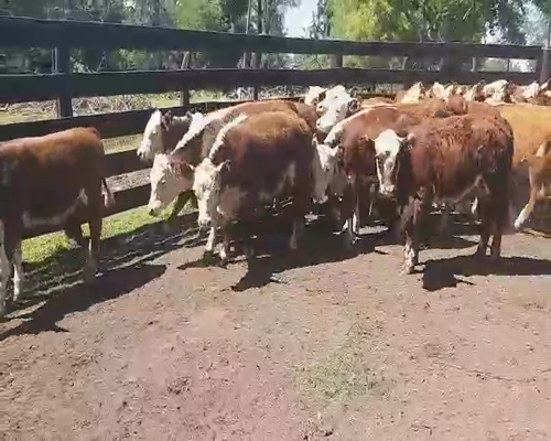 Lote 50 Terneros/as en Villaguay, Entre Ríos