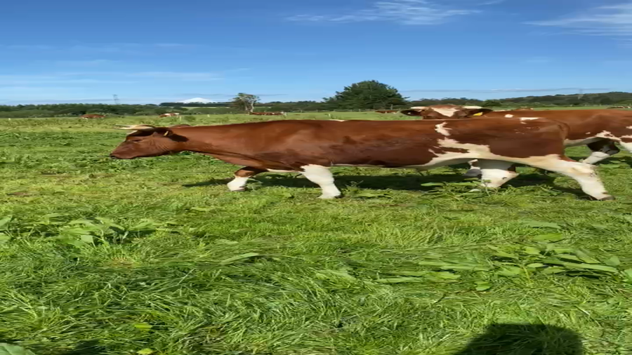 Lote 21 Novillo Gordo en Llanquihue, X Región Los Lagos