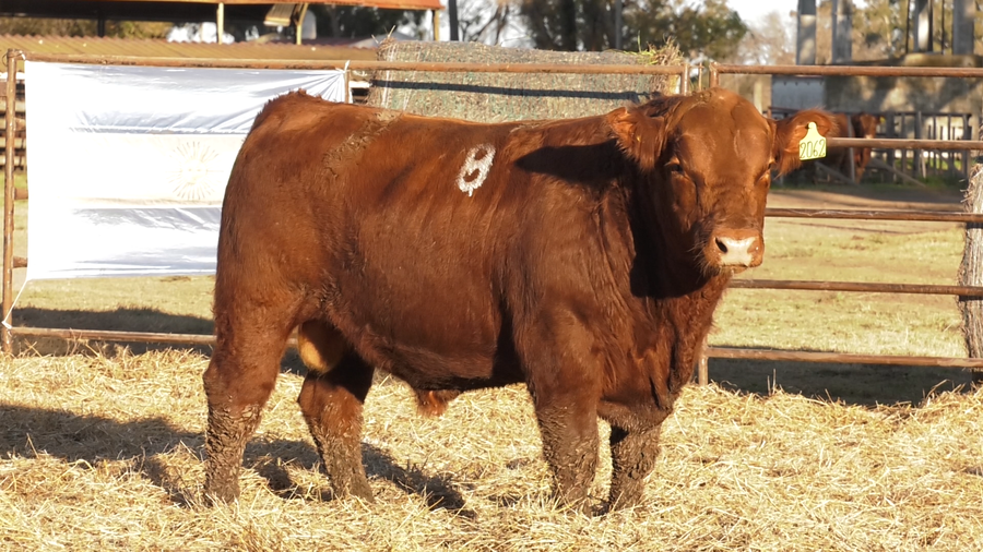 Lote TOROS ANGUS COLORADOS  PC
