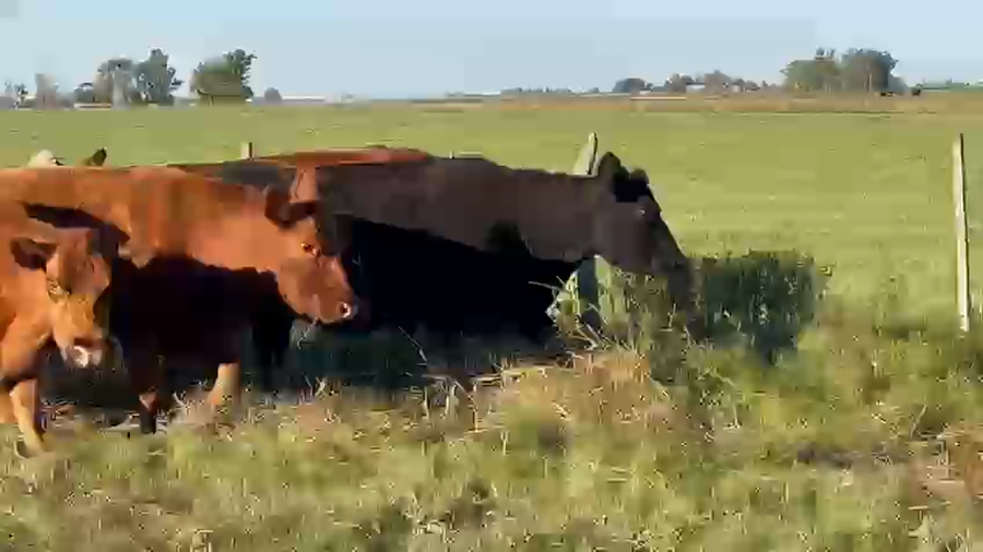Lote 35 Vacas de invernar en Entre Ríos, Urdinarrain