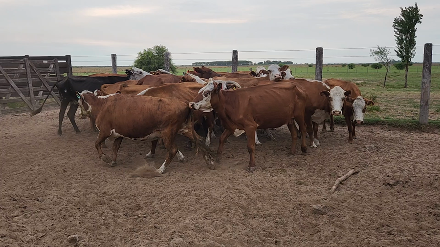 Lote 20 Vacas de invernar en Esquina, Corrientes