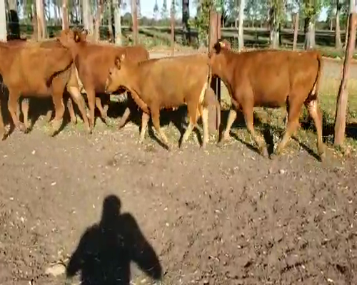 Lote 30 Terneras en Entre Ríos, Villaguay